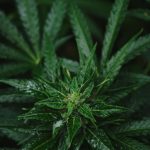 Read more about the article Зависимость от марихуаны: как понять, что привычка стала зависимостью?